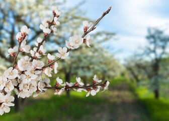 Wall Mural - White fresh aroma flower on bokeh of green leaves background. Nature concept for design.