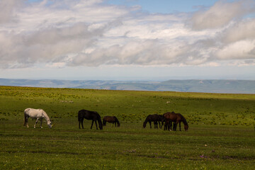 A herd of horses grazing on a wide green meadow and a beautiful cloudy sky on a sunny summer day in Karachay-Cherkessia in Russia