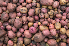 Different Varieties Of Fresh Potatoes In The Field. Background From The Harvested Crop