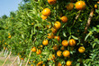 Fresh oranges in the orange farm that are about to harvest to be sold in the agricultural product market.