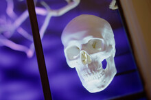 Close-up Of Human Skull