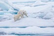 Polar bear mother with cub