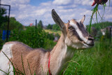 Fototapeta Zwierzęta - Koza w trawie