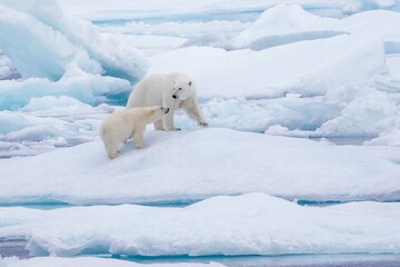 polar bear mother with cub