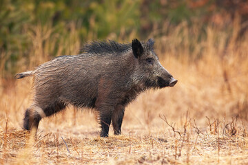 Wall Mural - wet wild boar, sus scrofa, with long hair on back looking aside on a meadow with yellow dry grass. n