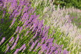 Fototapeta Lawenda - Beautiful blooming lavender plants in field on sunny day, closeup