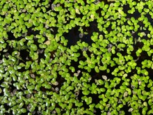 The Water Surface Of A Pond Is Covered With Green Duckweed