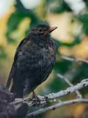 Wall Mural - blackbird on the branch