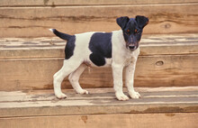 Smooth Fox Terrier Puppy Standing On Porch Steps