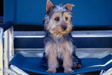 Silky Terrier puppy sitting on camping chair in shade