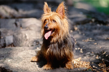 Silky Terrier laying on stones in sunlight