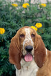 Basset Hound face with tongue out in front of yellow flowers out of focus in background