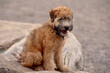 Soft Coated Wheaten Terrier puppy sitting on rock