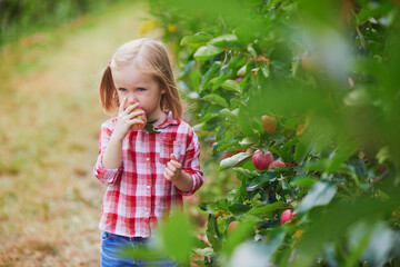 Adorable preschooler girl in red and white shirt picking red ripe organic apples in orchard or on farm on a fall day