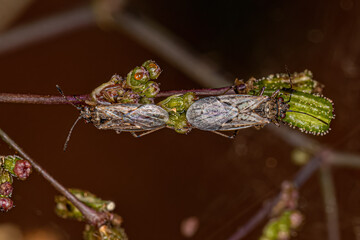 Poster - Adult Seed Bugs