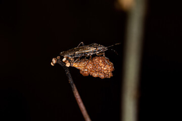 Poster - Adult Seed Bug