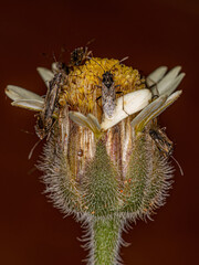 Poster - Adult Seed Bug