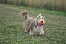 Bearded Collie Running In Grass Outside With Toy In Mouth