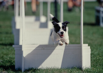 Border Collie jumping over hurdle