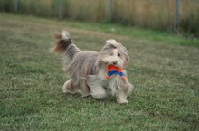 Bearded Collie Running In Grass Outside With Toy In Mouth