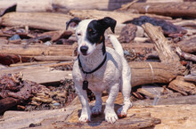 Jack Russell Terrier Standing On Driftwood On Shore