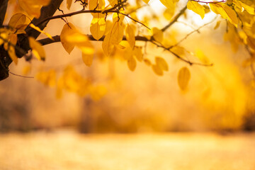 Poster - Autumn background with colorful tree leaves on sunny sky