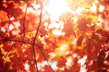 Poster - Oak tree leaves in autumn. Sunny golden background