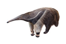 Giant Anteater Isolated On White Background. Anteater, Cute Animal From Brazil. Giant Anteater, Myrmecophaga Tridactyla, Animal With Long Tail Ane Long Nose, Wildlife Scene From Wild Nature.