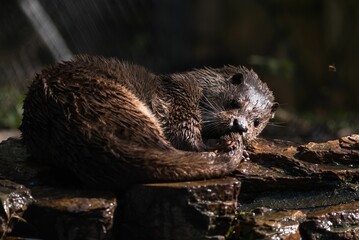 Wall Mural - Closeup of a cute otter resting on a wet stone surface