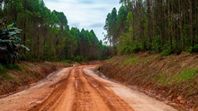 Dirt Road Crossing Eucalyptus Plantation At Kutai Timur, Indonesia. Eucalyptus Plantation For Paper Industry At Kutai Timur