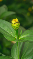 Wall Mural - Bud of Zinnia flower start to bloom. Zinnia bud with green leaves