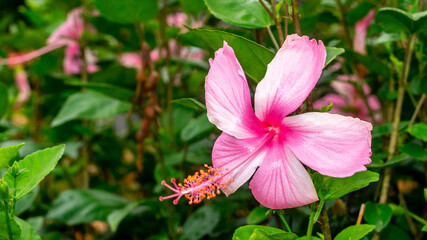 Wall Mural - Light pink Hibiscus flower with green leaves. Natural background