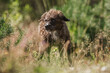Portrait of a bossipoo dog between heath flowers at a moorland landscape. Rare dogbreed, boston terrier mongrel crossbreed