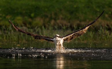 Wall Mural - An osprey fishing 