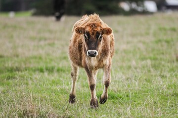 Poster - Beautiful cow in a green field in Warrnambool, Victoria, Australia