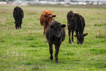 Canvas Print - Herd of cows in a beautiful green field in Warrnambool, Victoria, Australia