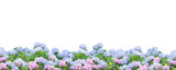 Fototapeta Psy - 紫陽花の花の背景パターン/梅雨/お中元/暑中見舞い/パノラマ/6月/背景透過