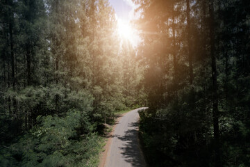 Wall Mural - aerial view green forest scenery and sunlight in the morning Aerial natural scenery of pine trees and intersecting roads. country path through pine trees adventure travel concept