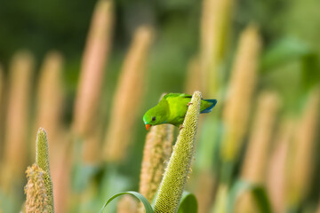 Wall Mural - Vernal Hanging Parrot (Loriculus vernalis) feeding on Pearl Millet Corn near Saswad in Maharashtra, India