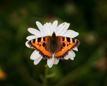 Closeup Of A Beautiful Small Tortoiseshell Butterfly On A Flower In A Garden