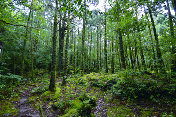 trees in the forest