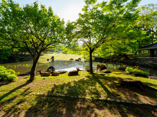 Canvas Print - 奈良公園春日野園地の三社託宣池の風景