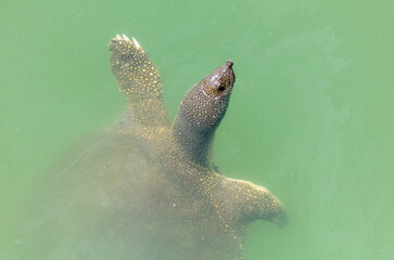 Sticker - Sea turtle swims in the water.