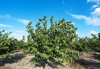 Poster - hazelnut garden on a sunny day