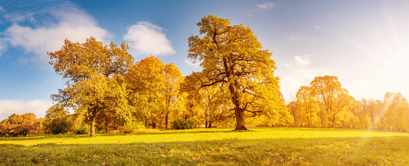 Canvas Print - Beautiful view of the meadow with trees on it in autumnal park in sunny day.