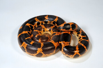 Canvas Print - Saharan sand boa, Müller's sand boa // Sahara-Sandboa (Eryx muelleri / Gongylophis muelleri)