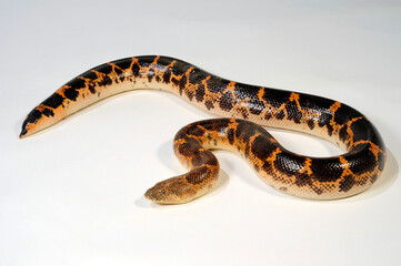 Canvas Print - Saharan sand boa, Müller's sand boa // Sahara-Sandboa (Eryx muelleri / Gongylophis muelleri)