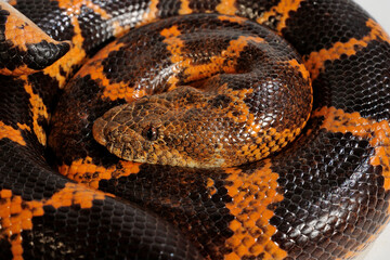 Canvas Print - Saharan sand boa, Müller's sand boa // Sahara-Sandboa (Eryx muelleri / Gongylophis muelleri)