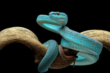 Wall Mural - high venomous snake, blue viper snake closeup on branch, blue insularis,Trimeresurus Insularis