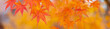 Red maple leaf  in autumn with maple tree under sunlight landscape.Maple leaves turn yellow, orange, red in autumn.